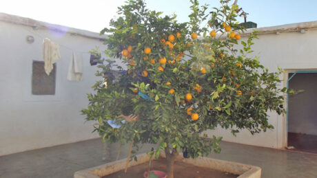 https://www.immotaroudant.com/bien/maison-taroudant-a-vendre-m12385/