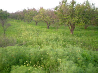 https://www.immotaroudant.com/bien/ferme-taroudant-f13314/